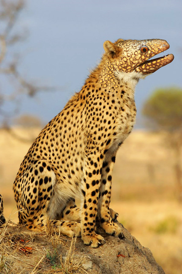 Diseño de Photoshop por asplund para DesignCrowd (Community Contests) | Diseño #8948757