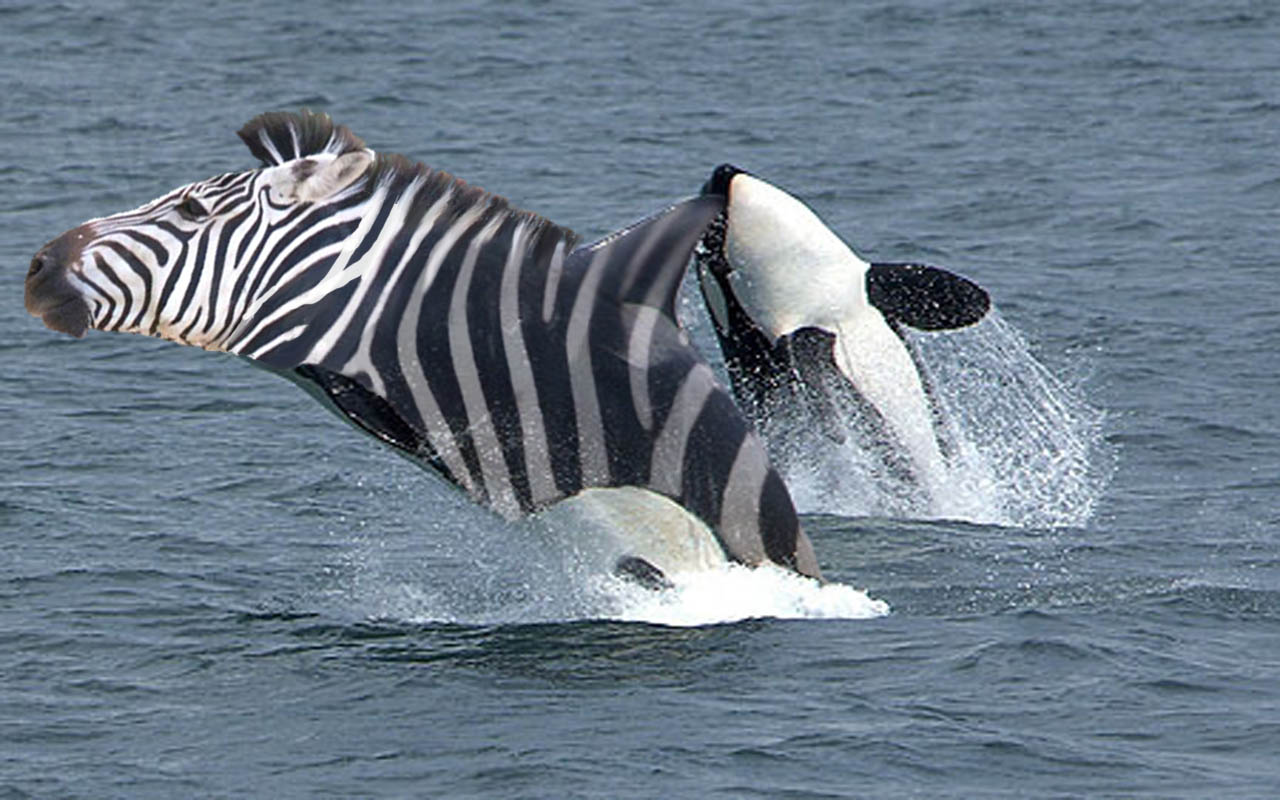 Photoshop Design by emmahanson13 for DesignCrowd (Community Contests) | Design #8948753