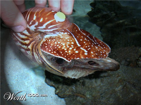 Photoshop Design by Pertubado