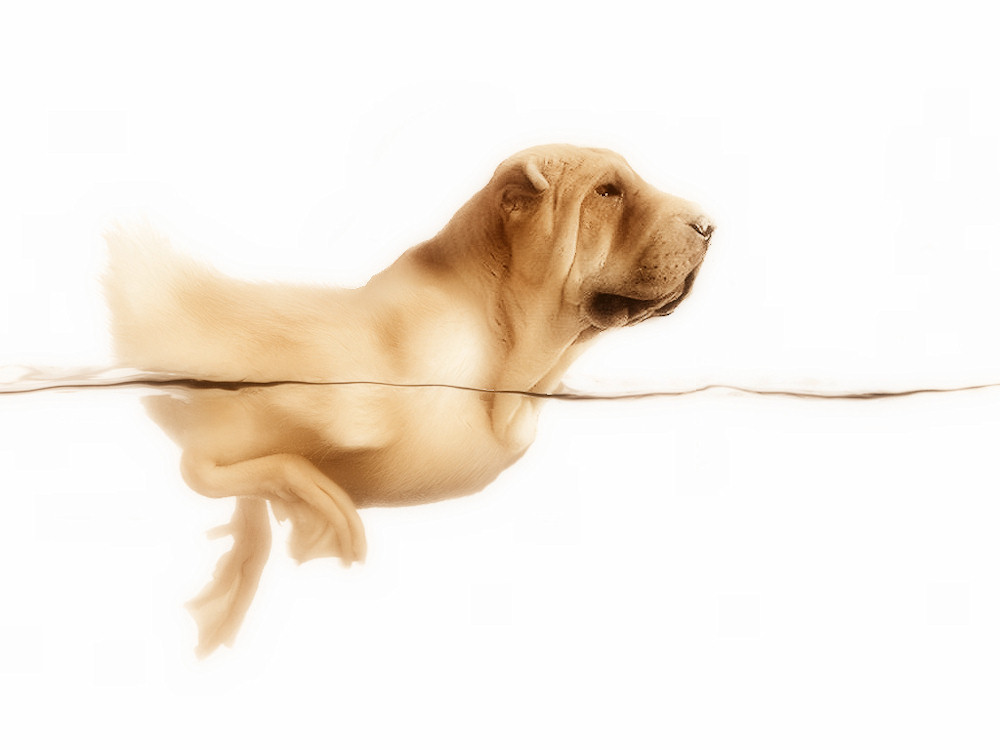 Photoshop Design by Manatee for DesignCrowd (Community Contests) | Design #8948789