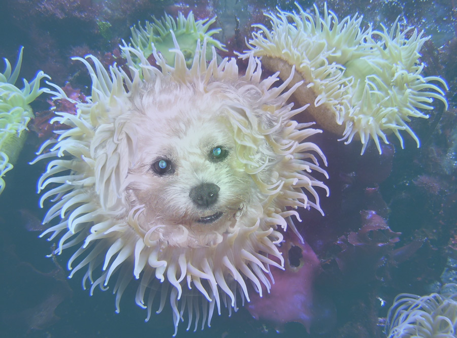 Photoshop-Design von kwize53 für DesignCrowd (Community Contests) | Design #8948783