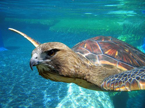 Photoshop-Design von Nusbaum für DesignCrowd (Community Contests) | Design #8948838