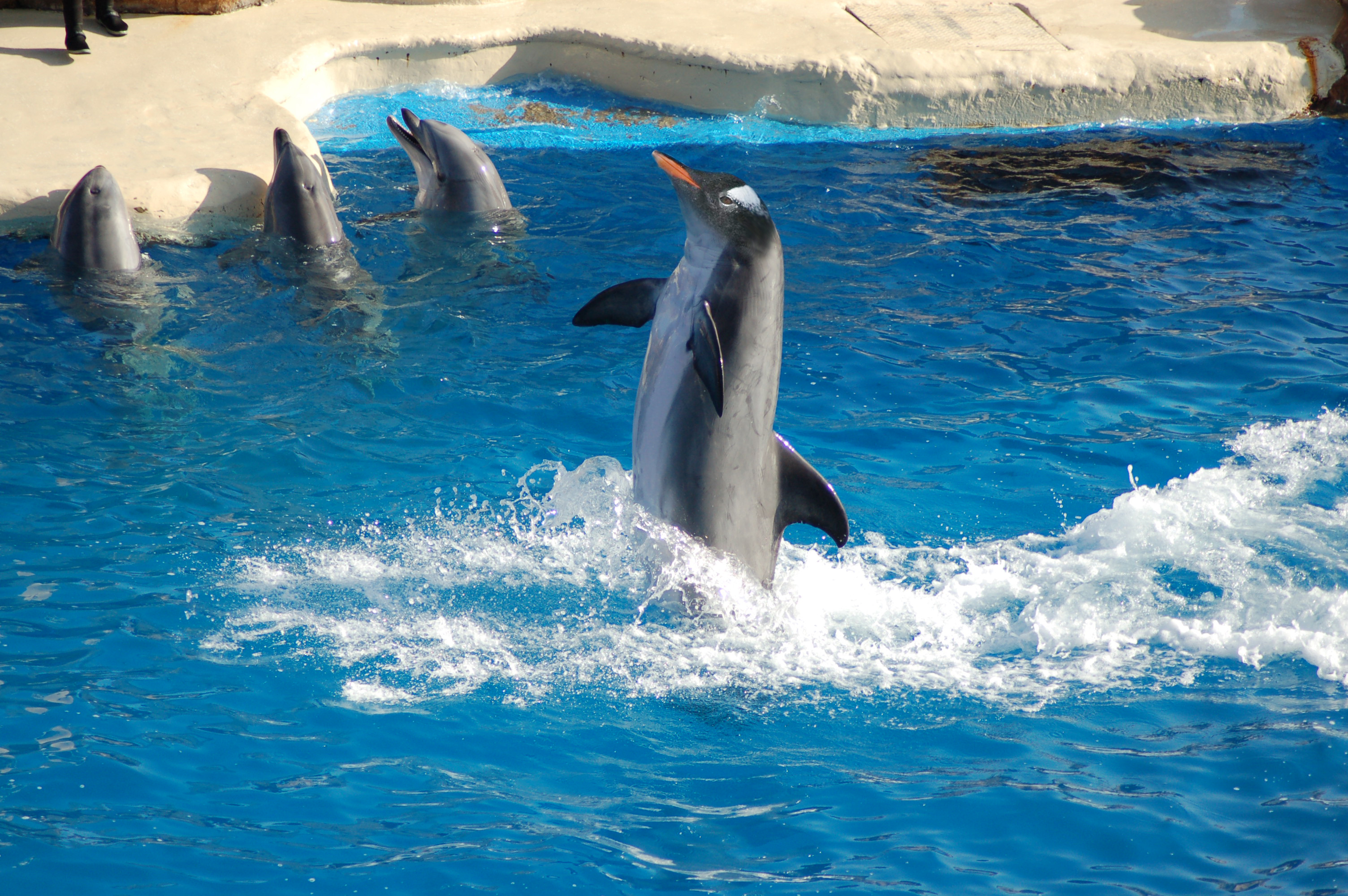 Photoshop-Design von Kal2004 für DesignCrowd (Community Contests) | Design #8948772