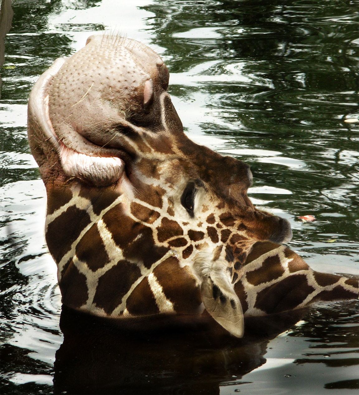 Diseño de Photoshop por jlipidarov para DesignCrowd (Community Contests) | Diseño #8948800