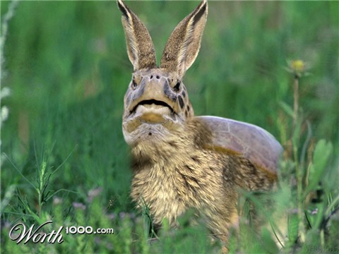 Photoshop Design by awkrocks324