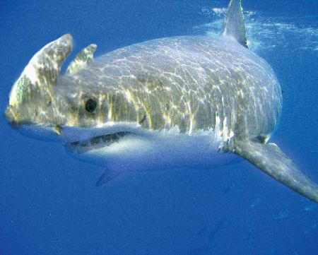 Photoshop-Design von lilray für DesignCrowd (Community Contests) | Design #8948826