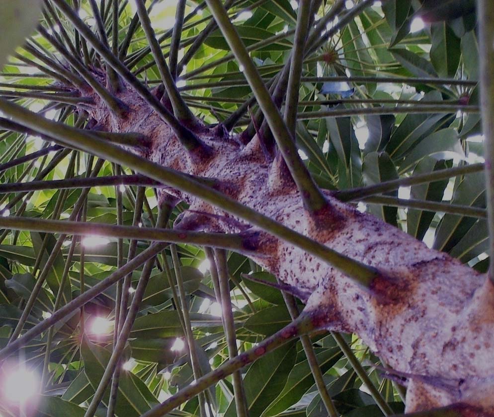 Fotografía por TRANSCENDENTalMAN para DesignCrowd (Community Contests) | Diseño #8945461