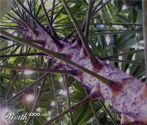 Photography by TRANSCENDENTalMAN