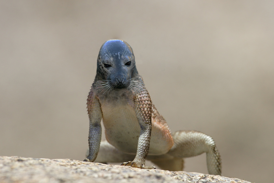 Photoshop Design by Quidebie for DesignCrowd (Community Contests) | Design #8949053