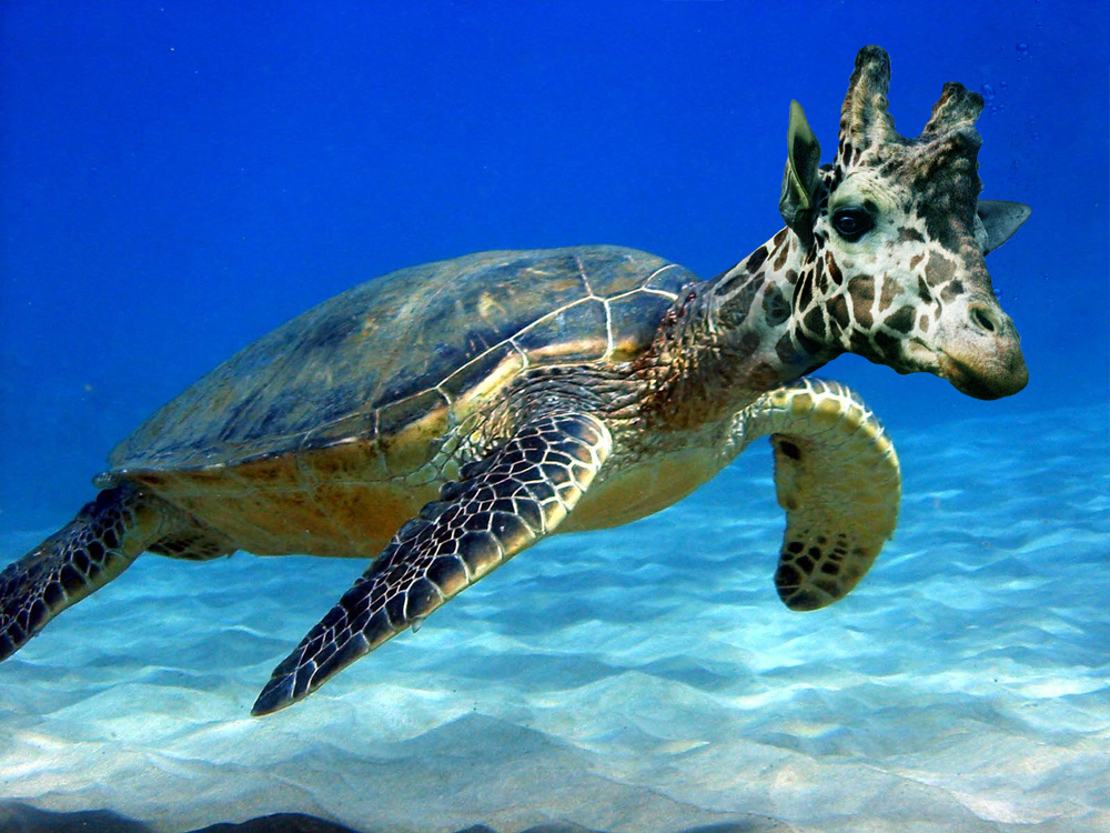 Photoshop Design by AroBeddY for DesignCrowd (Community Contests) | Design #8949105