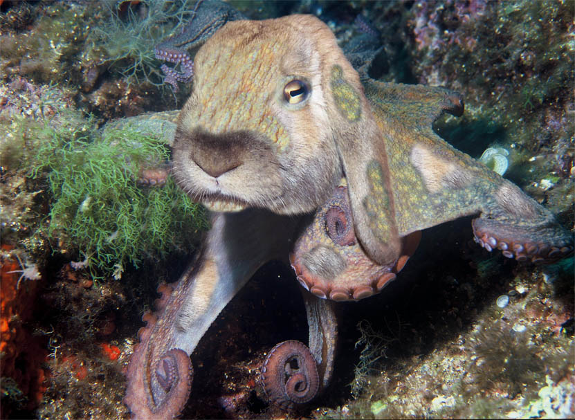 Photoshop Design by Vliegtuig for DesignCrowd (Community Contests) | Design #8949077