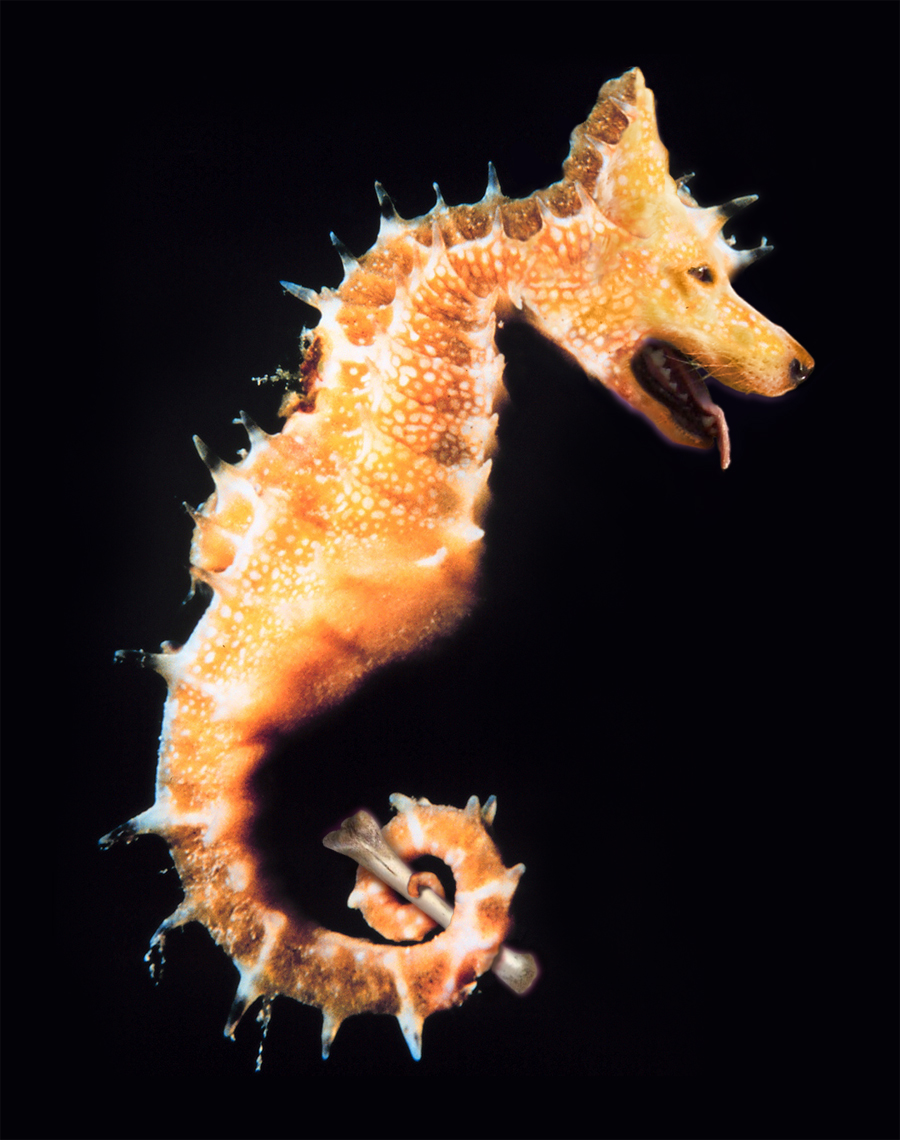 Photoshop Design by Marlena for DesignCrowd (Community Contests) | Design #8948989