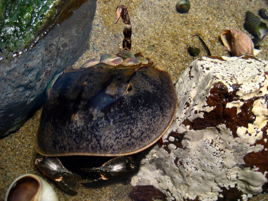 Photoshop-Design von krackerDave für DesignCrowd (Community Contests) | Design #8949036