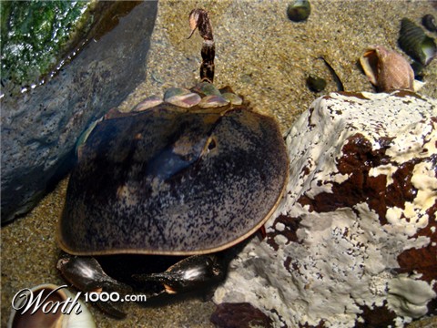 Photoshop Design by krackerDave