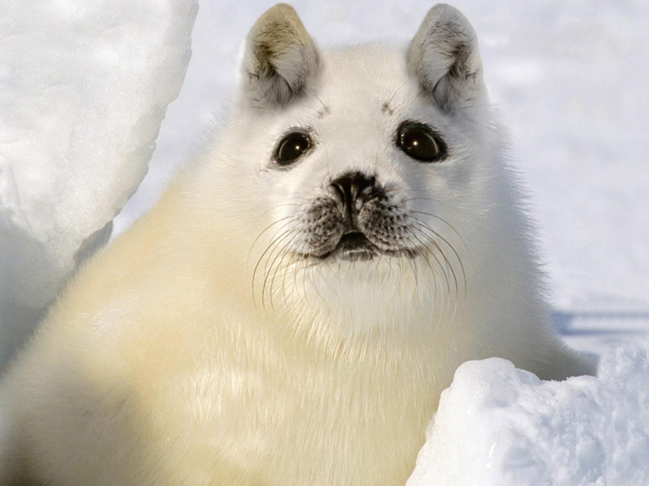 Photoshop-Design von PixelTestMT für DesignCrowd (Community Contests) | Design #8949063