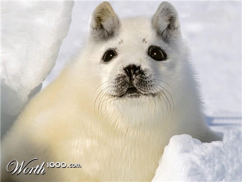 Photoshop Design by PixelTestMT