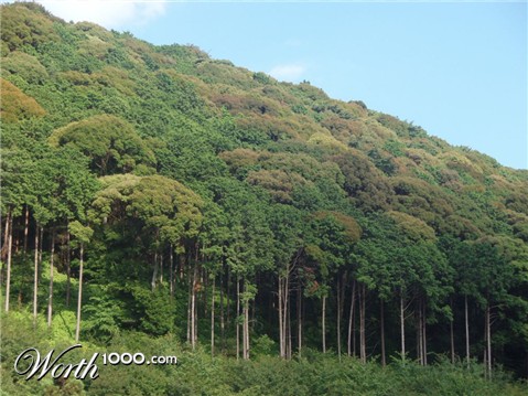 Photography by 10000trees