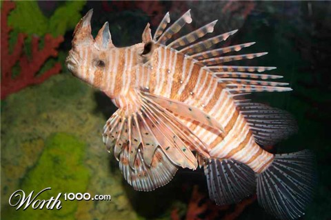 Photoshop Design by Oceanicy