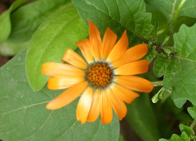 Fotografie von farahmfa für DesignCrowd (Community Contests) | Design #8951069