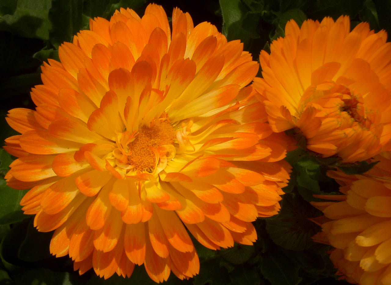 Fotografía por Jayahada para DesignCrowd (Community Contests) | Diseño #8951107