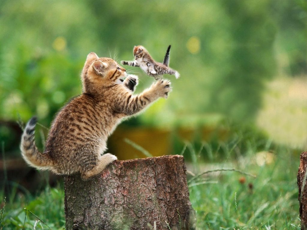 Photoshop Design by Zebulba76 for DesignCrowd (Community Contests) | Design #8948126