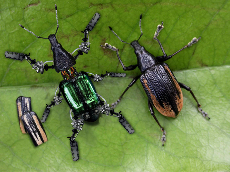 Photoshop Design by canemalato for DesignCrowd (Community Contests) | Design #8950935