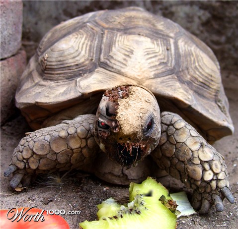 Photoshop Design by manoluk