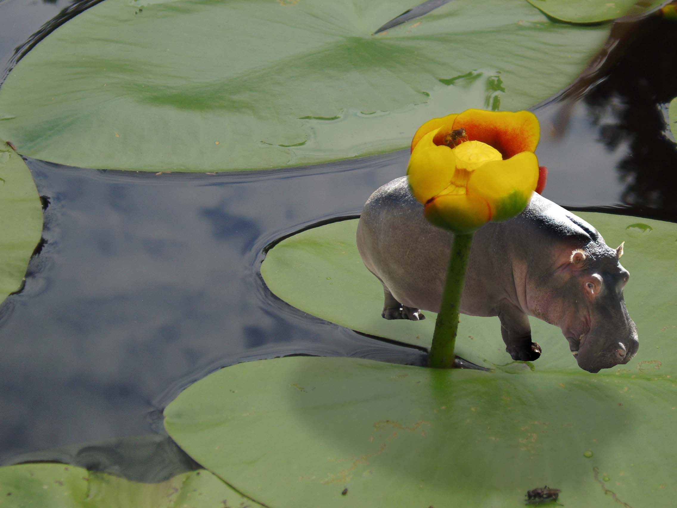 Design Photoshop par bpawlitzki pour DesignCrowd (Community Contests) | Design #8948204