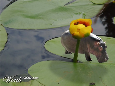 Photoshop Design by bpawlitzki