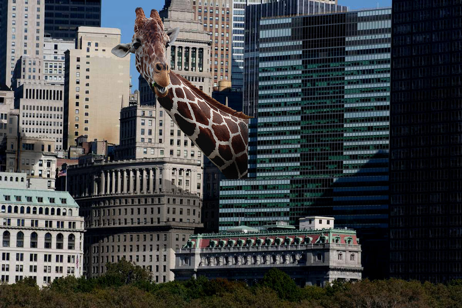 Photoshop Design by margold for DesignCrowd (Community Contests) | Design #8948216