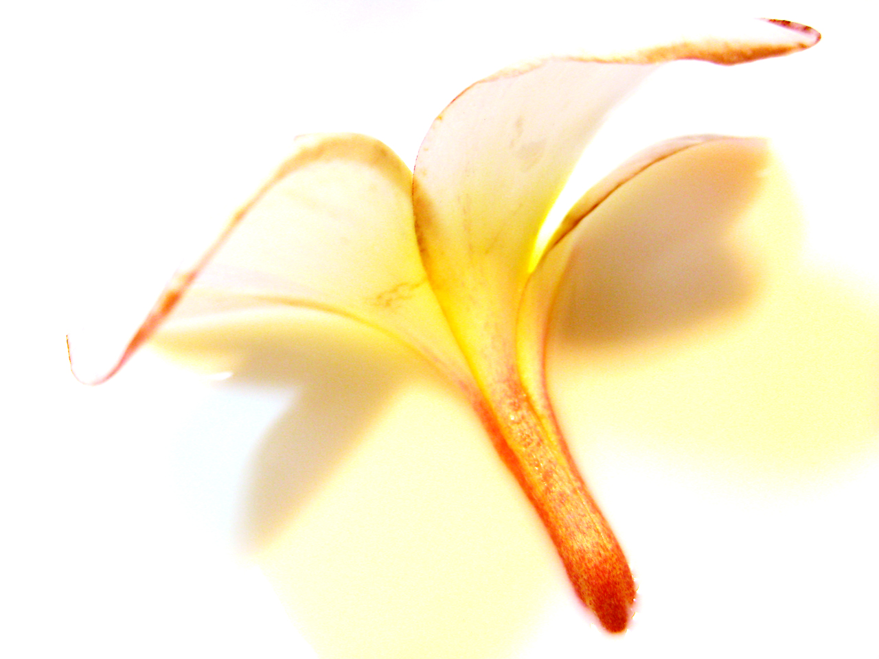 Photography by francodr for DesignCrowd (Community Contests) | Design #8947662