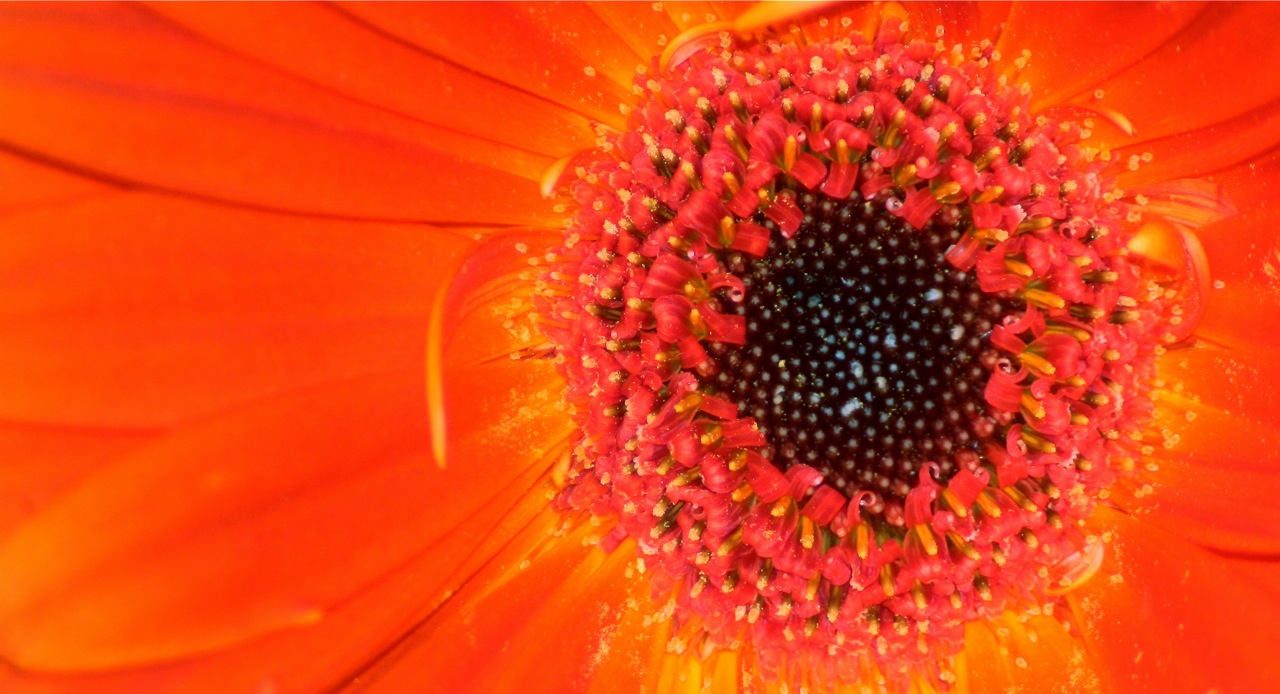 Fotografie von tHillbilly für DesignCrowd (Community Contests) | Design #8951206