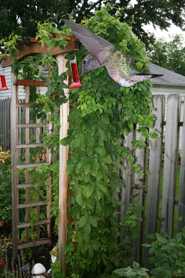 Photoshop-Design von ama168 für DesignCrowd (Community Contests) | Design #8948313