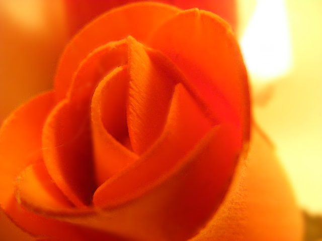 Photography by emmahanson13 for DesignCrowd (Community Contests) | Design #8951222