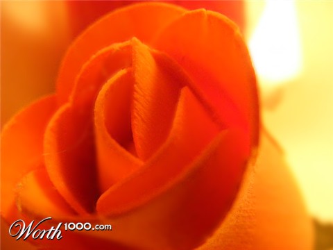 Photography by emmahanson13