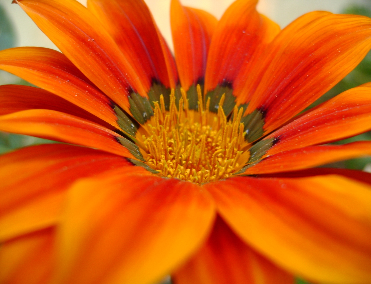 Photographie par Moshito pour DesignCrowd (Community Contests) | Design #8951139