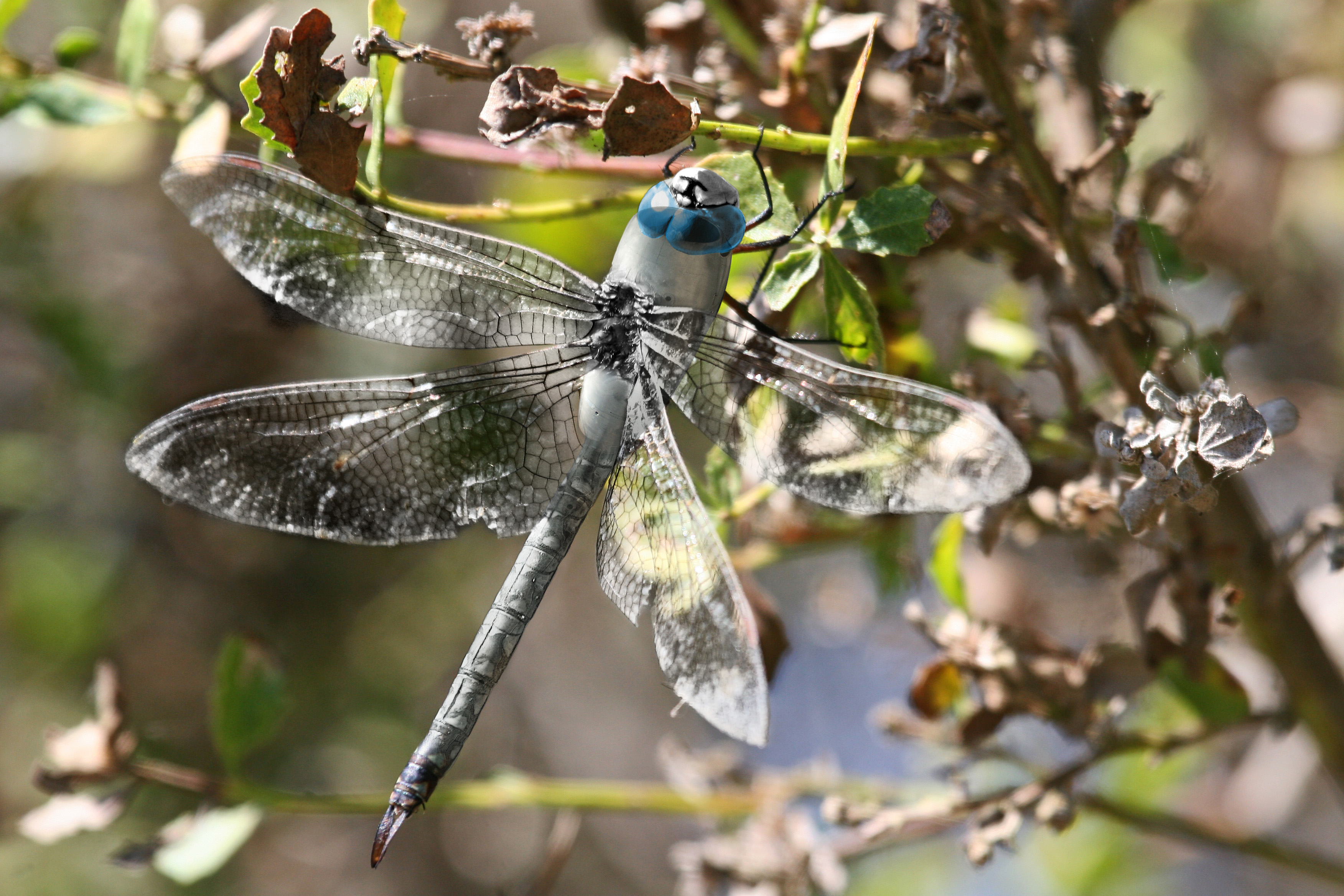 Photoshop Design by majkie for DesignCrowd (Community Contests) | Design #8950970