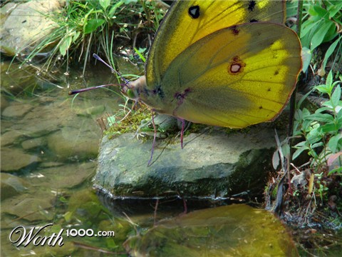 Photoshop Design by janefrog