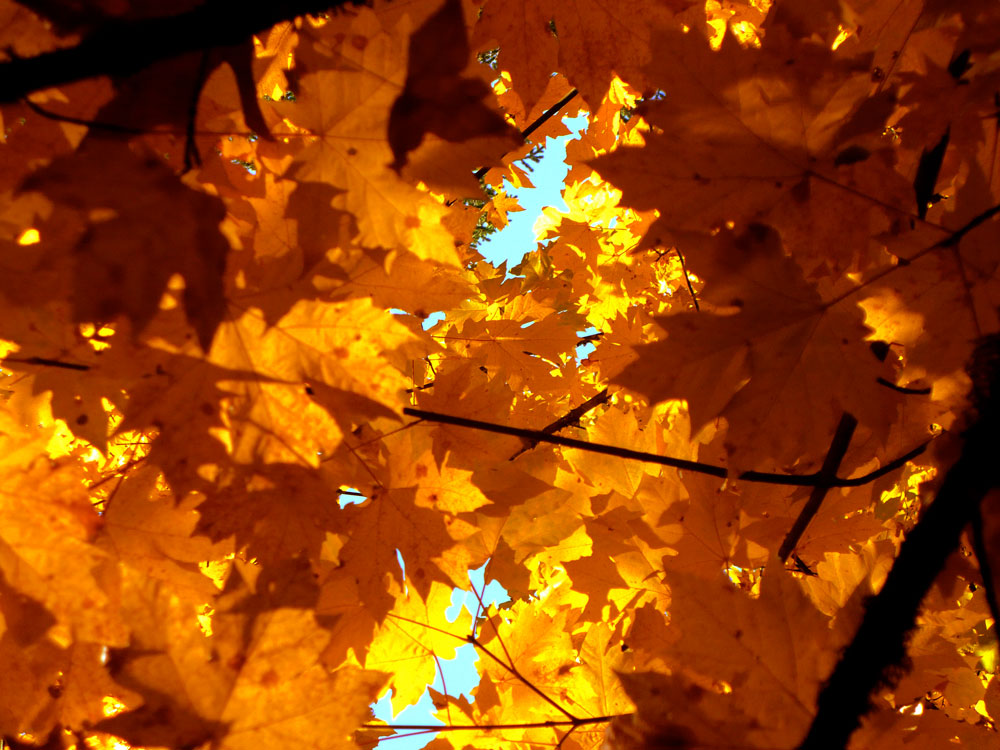 Photography by lazysail0r for DesignCrowd (Community Contests) | Design #8951359