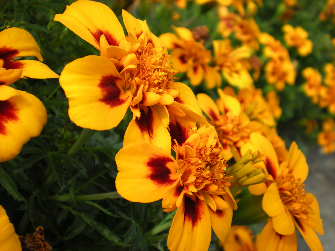 Fotografía por bebeboutchoux1 para DesignCrowd (Community Contests) | Diseño #8951342