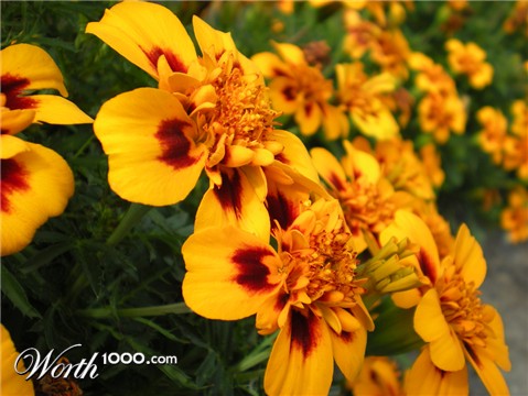 Photography by bebeboutchoux1