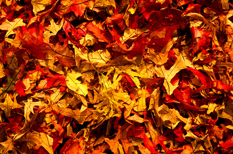 Photography by FRWalters for DesignCrowd (Community Contests) | Design #8951238