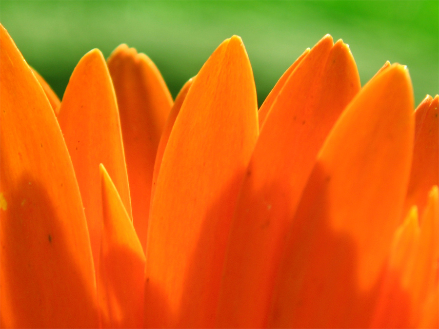 Photography by liquidskyyline for DesignCrowd (Community Contests) | Design #8951282