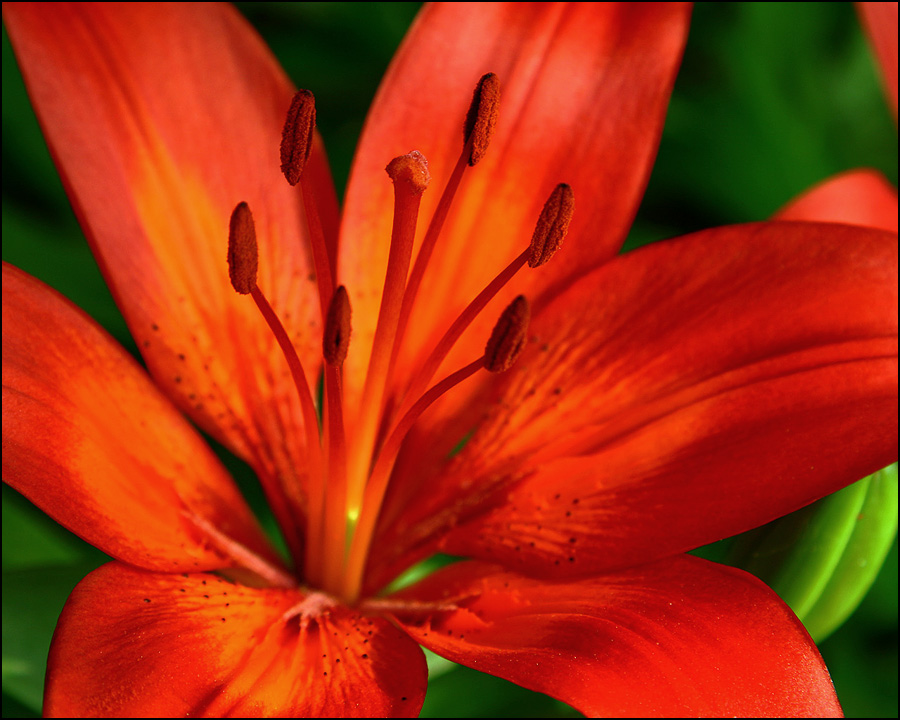 Photographie par willhunt pour DesignCrowd (Community Contests) | Design #8951294