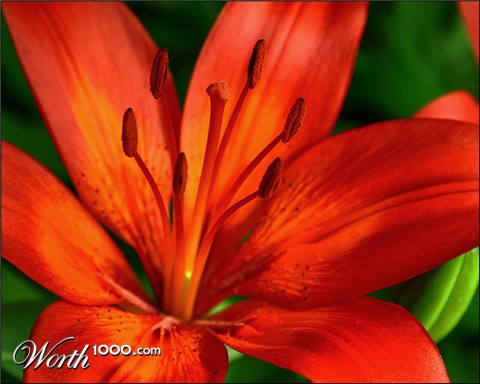 Photography by willhunt