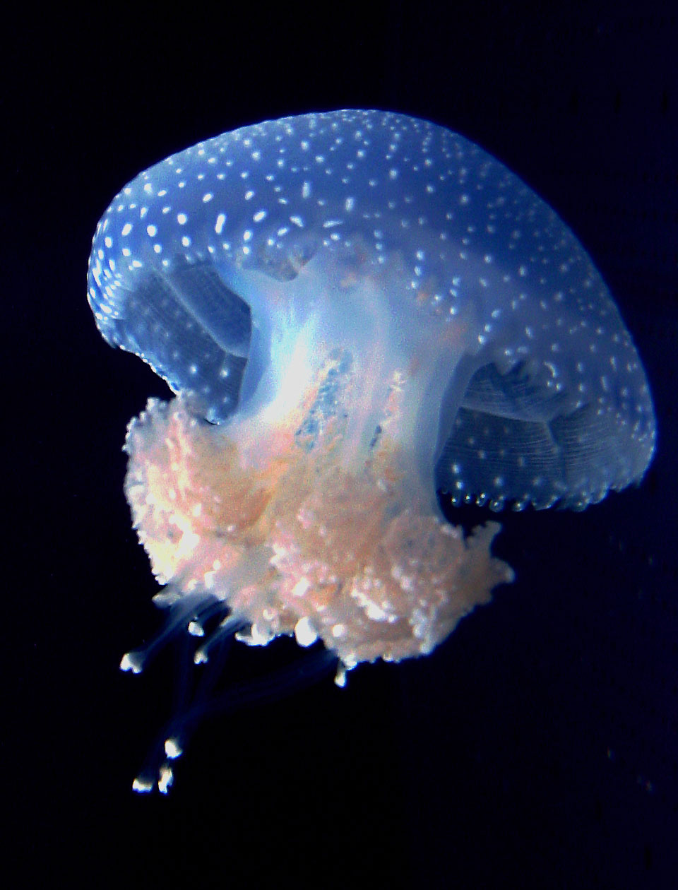 Photography by lunaryuna for DesignCrowd (Community Contests) | Design #8946962