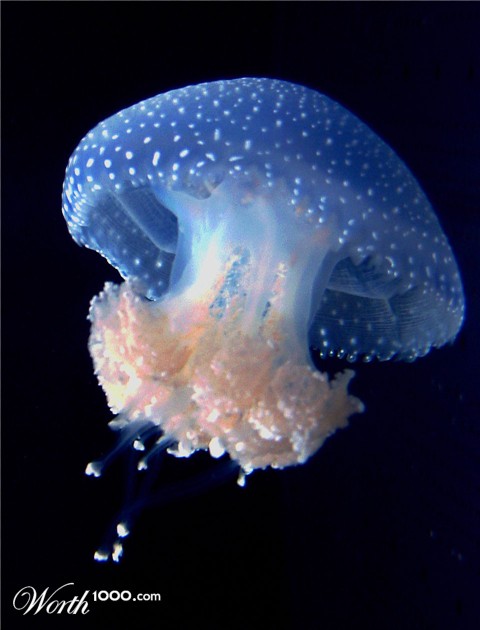 Photography by lunaryuna