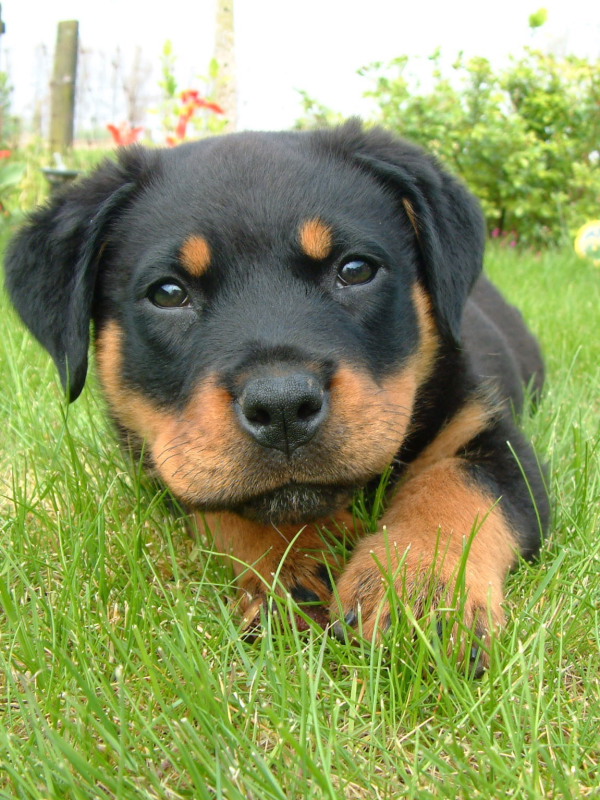 Fotografie von LucasService für DesignCrowd (Community Contests) | Design #8946980