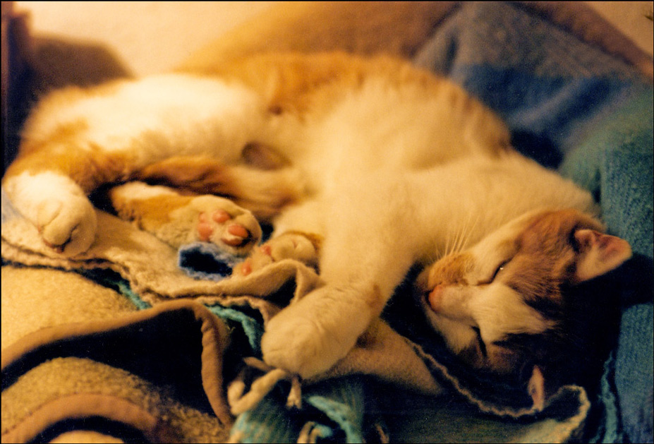 Photography by marcopolo23 for DesignCrowd (Community Contests) | Design #8946967