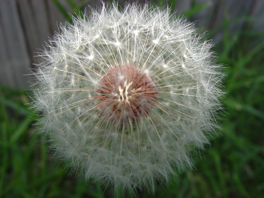 Photographie par msfrigyfrog pour DesignCrowd (Community Contests) | Design #8946983